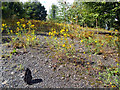 Wild Flowers on the Coal Tip