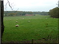 Sheep in field by Massers Wood