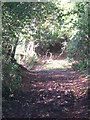 SX3986 : Track leading to Higher Cookworthy by Rod Allday