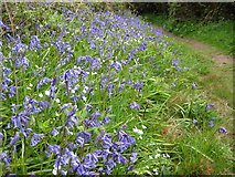 SX2954 : Bluebells beside the coast path by Philip Halling