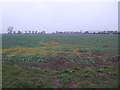 Farmland, Rockley