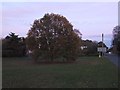 A second oak tree on the village green