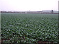 Crop field off Gringley Road