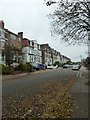 Autumn leaves in Salisbury Road