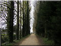 Tree lined bridleway