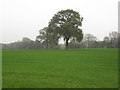 Arable crop behind Clay Lane Farm