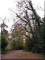 Autumn trees near Haywards Heath