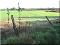 Winter cereal crop in the flood plain of the River Dane