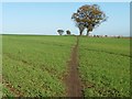 SE3515 : Well-used footpath crossing a winter wheat field by Christine Johnstone