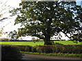 Ancient oak in Rilshaw Lane