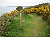 SX3353 : Coast path above Cargloth Cliffs by Philip Halling