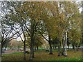 Picnic tables, Tredegar Park, Newport