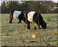 Belted Galloway cattle at Newton Harcourt