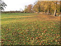 Autumn leaves in a field at Great Glen