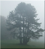 NS2173 : Foggy day at Ardgowan Estate by Thomas Nugent