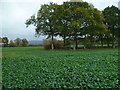 Field with trees east of Elsted