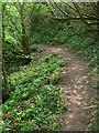 Severn Way in Sterns Coppice