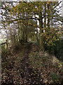 Footpath, Poynton Coppice