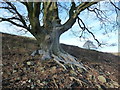 SJ2914 : Beech tree on Breidden Hill by Jeremy Bolwell