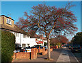 London Loop, Staines Road