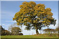 Oak tree in autumn colours