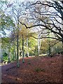 Glade, Aldbury Common