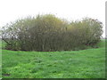 Boggy pool filled with willow