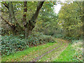 Path, Ashstead Common