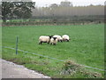 Sheep grazing meadow at Bawk House Farm