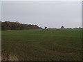 Crop field and Grange Plantation near Claythorpe