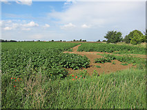 TL5573 : Potato field by Shaw's Drove by Hugh Venables