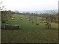 Sheep grazing in an orchard near Redhill