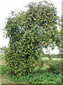 Laden tree in apple orchard