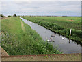 Swans on Soham Lode