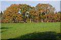 Oak trees in farmland