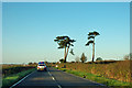 Pines by Hailsham Road