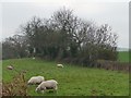 SE9993 : Grazing lowland sheep by Christine Johnstone