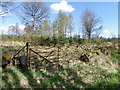 Forestry near Ballinluig