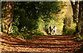 Path to Church Wood