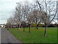 Trees edging an open space