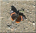 Red Admiral at Merry Meeting