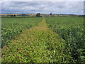 Footpath ahead to Buston Farm