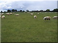 Footpath heading to Middleton Lodge Farm