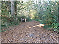 Footpath into Sapperton Wood