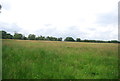 SU7822 : Grasses, West Heath Common by N Chadwick