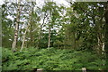 SU7822 : Woodland, West Heath Common by N Chadwick