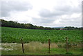 A field of Maize