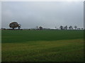 NZ3141 : Farmland near Byers Garth by JThomas