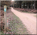 SU2308 : Trail markers by Jonathan Kington