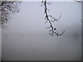 TQ3078 : Lambeth Bridge and the River Thames on a foggy morning by PAUL FARMER